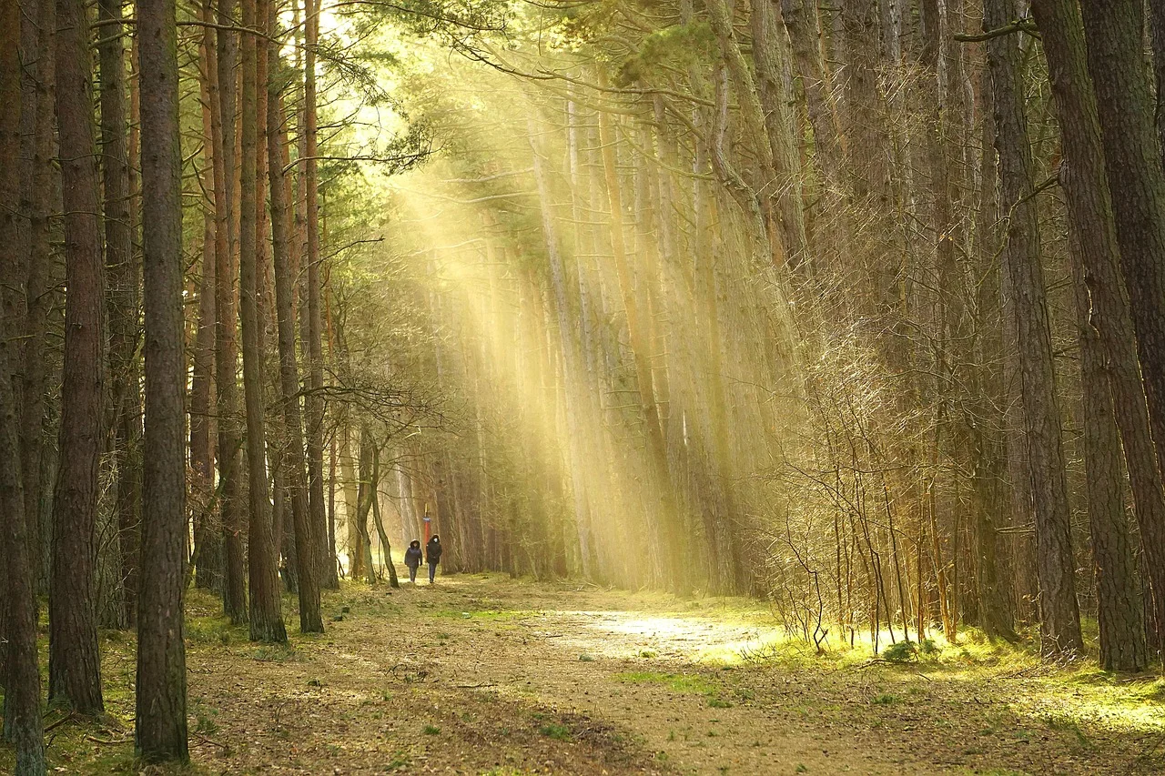 Rezonans magnetyczny stopy: jak się przygotować?